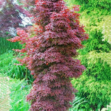 Red Sentinel Japanese Maple на Twombly, с яркочервена зеленина