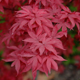Red Sentinel Japanese Maple на Twombly, с яркочервена зеленина