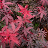 Red Sentinel Japanese Maple на Twombly, с яркочервена зеленина