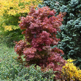 Red Sentinel Japanese Maple на Twombly, с яркочервена зеленина