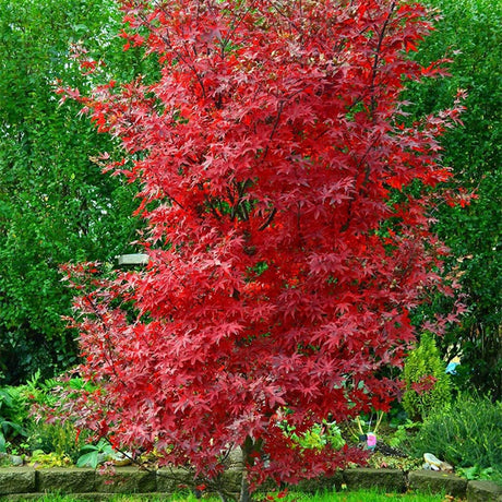 Red Sentinel Japanese Maple на Twombly, с яркочервена зеленина