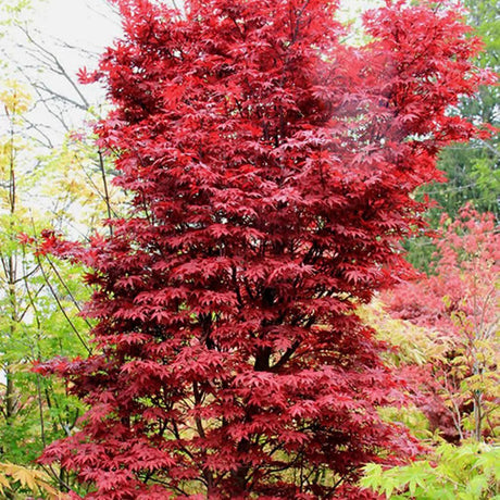 Red Sentinel Japanese Maple на Twombly, с яркочервена зеленина