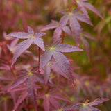 Artar Japonez Wilsons Pink Dwarf, cu frunzis roz-coral