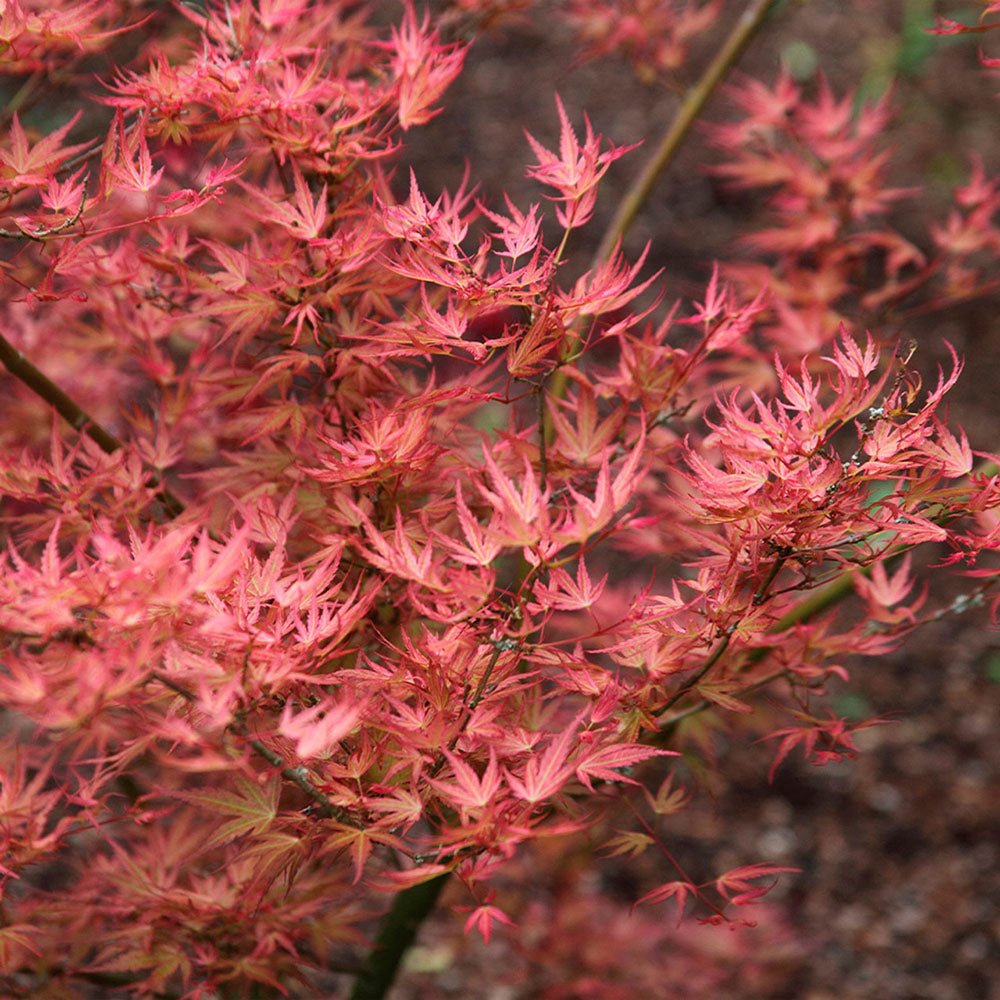Artar Japonez Wilsons Pink Dwarf, cu frunzis roz-coral