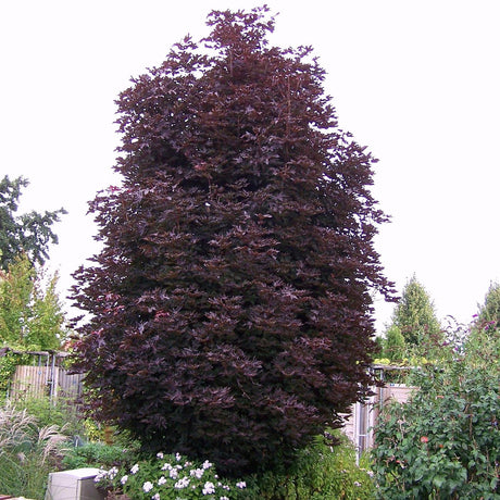 Artar Rosu Norvegian Crimson Sentry (Acer Platanoides), cu frunzis rosu, colorit de toamna