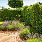 Artar Norvegian Globular (Acer Platanoides Globosum)