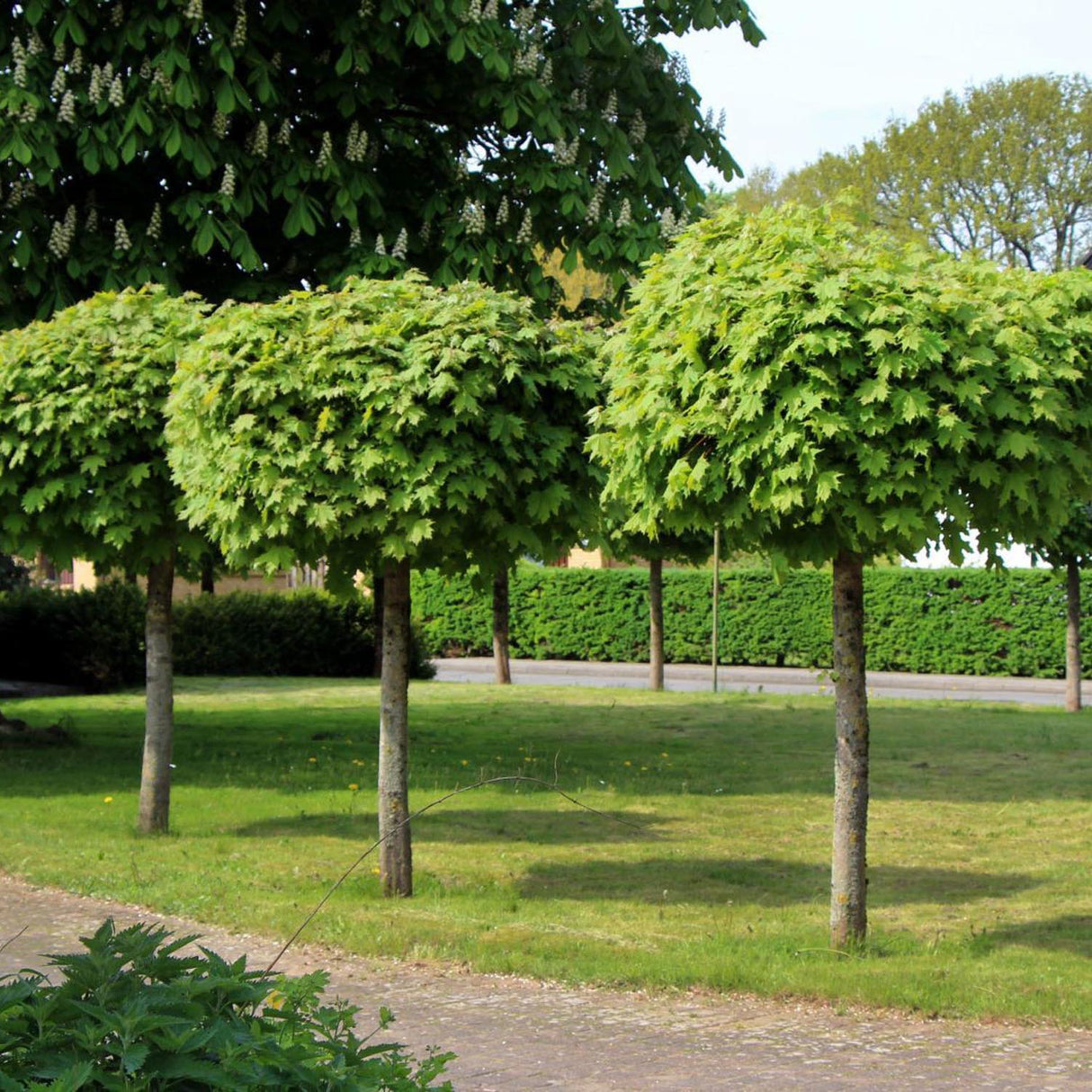 Кълбовиден норвежки клен (Acer Platanoides Globosum)
