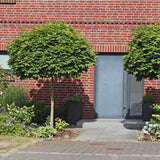 Artar Norvegian Globular (Acer Platanoides Globosum)