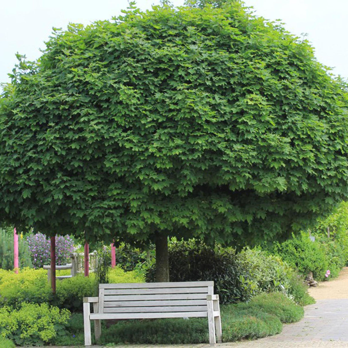 Кълбовиден норвежки клен (Acer Platanoides Globosum)