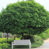 Кълбовиден норвежки клен (Acer Platanoides Globosum)