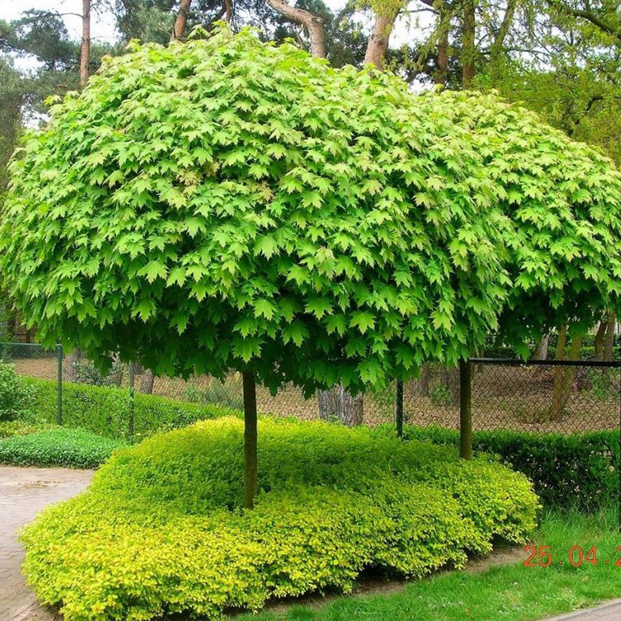 Кълбовиден норвежки клен (Acer Platanoides Globosum)