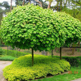 Кълбовиден норвежки клен (Acer Platanoides Globosum)