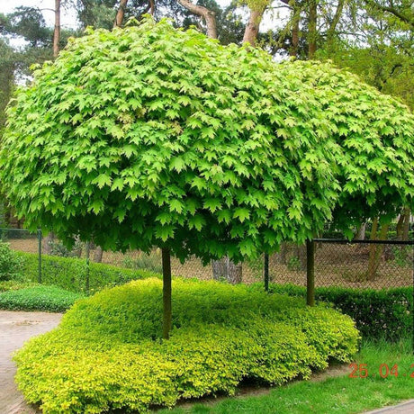 Кълбовиден норвежки клен (Acer Platanoides Globosum)
