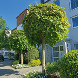 Artar Norvegian Globular (Acer Platanoides Globosum)