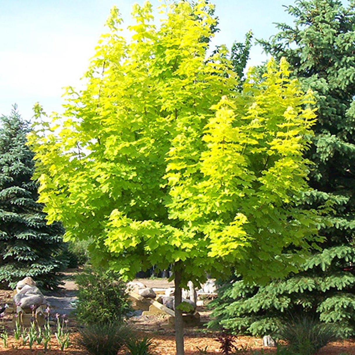 Artar Norvegian Princeton Gold