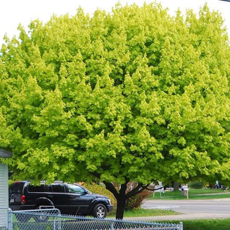 Норвежки клен Princeton Gold, декоративен клен със златистожълта листна маса, бързорастящ, сенчесто дърво