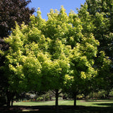 Норвежки клен Princeton Gold, декоративен клен със златистожълта листна маса, бързорастящ, сенчесто дърво