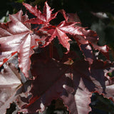 Artar Norvegian rosu Royal Red, cu frunzis rosu, colorit de toamna
