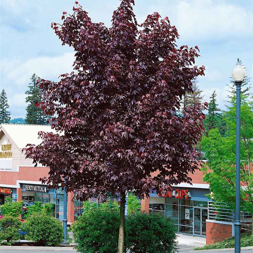 Artar Norvegian rosu Royal Red, cu frunzis rosu, colorit de toamna