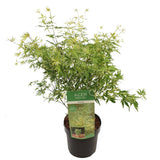 Artar pitic Japonez Butterfly, cu frunzis variegat alb-verde-roz
