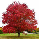Artar Rosu Rubrum 'Summerred', cu frunzis rosu, colorit de toamna