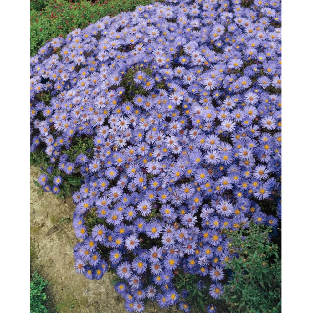 Steluta de toamna Aster Mittelmeer, perena decorativa cu flori albastre-violet, inflorire septembrie-octombrie, rezistenta frig,