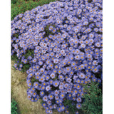 Steluta de toamna Aster Mittelmeer, perena decorativa cu flori albastre-violet, inflorire septembrie-octombrie, rezistenta frig,