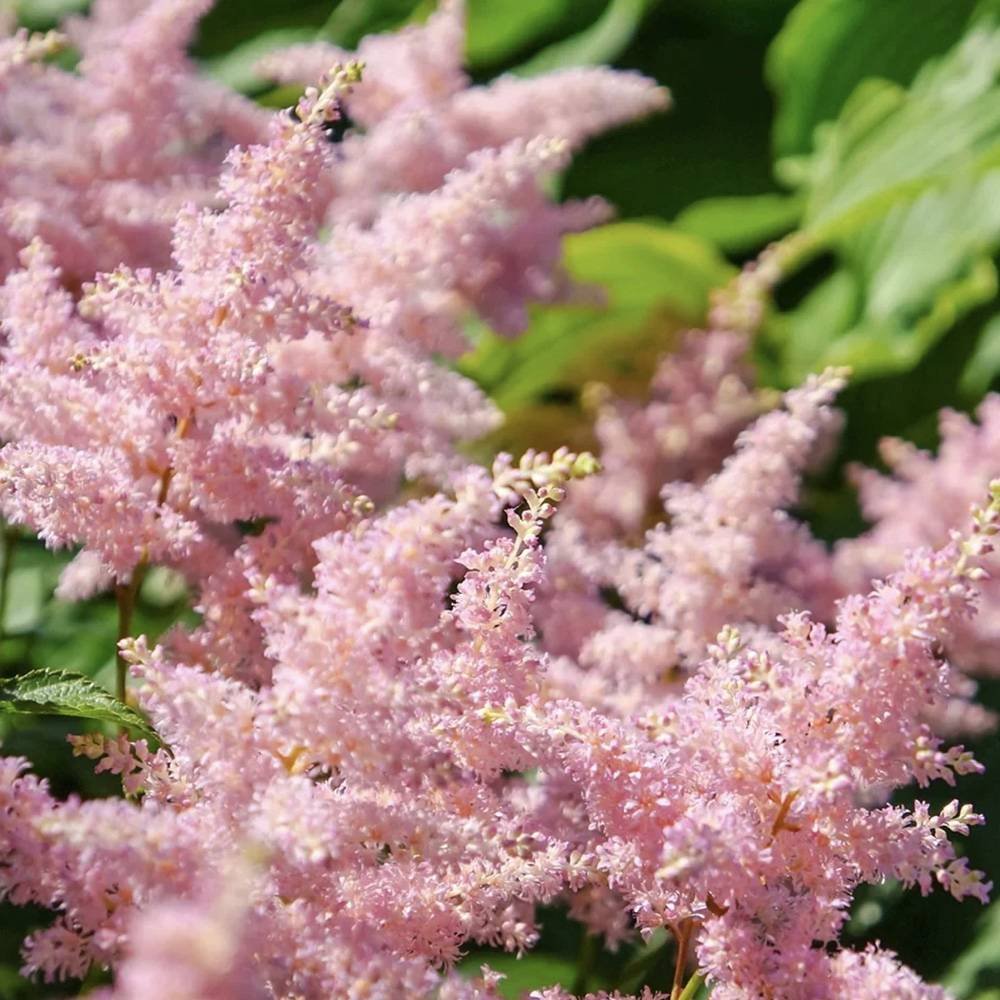 Astilbe Europa, cu flori roz - VERDENA - ghiveci de 1.3 l