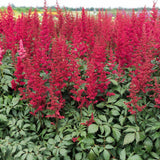 Astilbe Fanal, cu flori rosu aprins