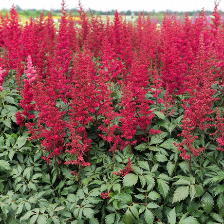 Astilbe Fanal, cu flori rosu aprins