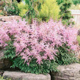 Astilbe Hennie Graafland, cu flori roz
