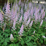 Astilbe Pumilia, cu flori roz-lila