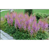 Astilbe Pumilia, cu flori roz-lila