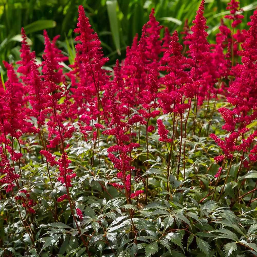 Astilbe Red Sentinel, cu flori rosu aprins - VERDENA-livrat in ghiveci de 2 l