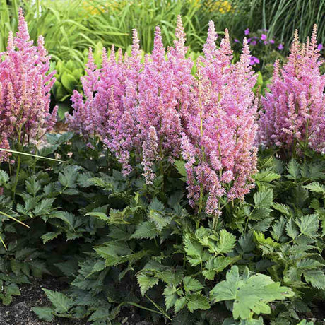 Astilbe Vision in Pink, cu flori roz-pink