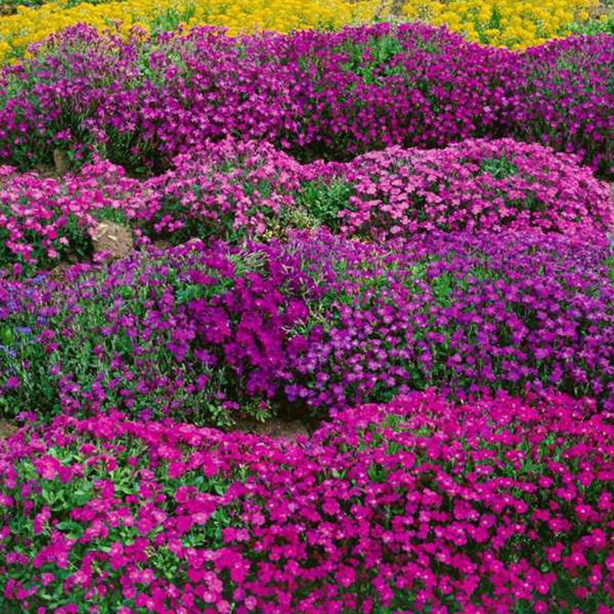 Aubrieta Cascade Red (Campanula), taratoare, cu flori rosii intens