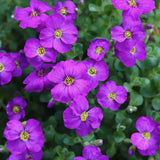 Aubrieta Cascade Purple (Campanula), taratoare, cu flori violet intens - VERDENA - 10 - 15 cm, ghiveci de 0.7 l