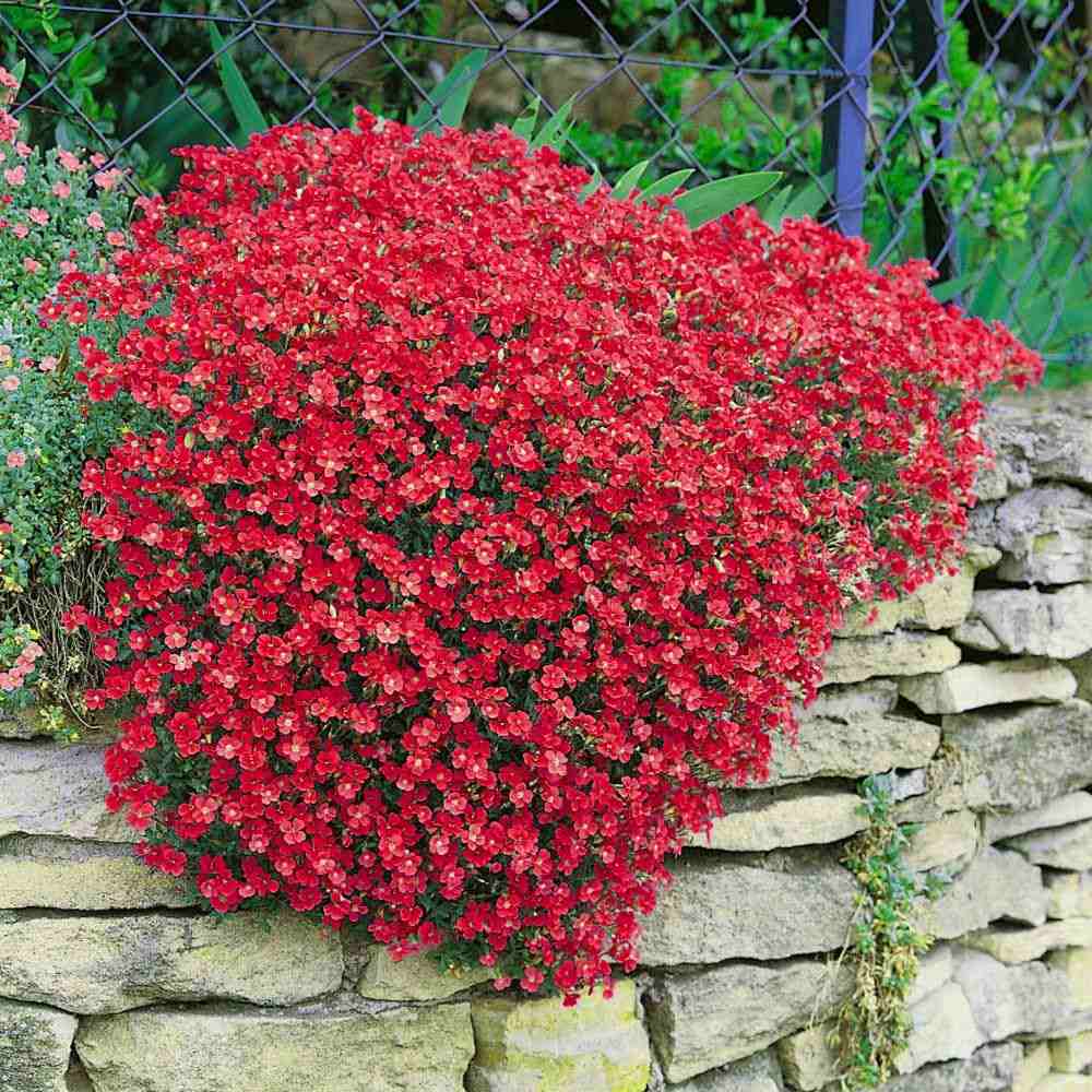 Aubrieta Cascade Red (Campanula), taratoare, cu flori rosii intens - VERDENA - 10 - 15 cm, ghiveci de 0.7 l