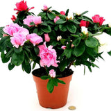 Azaleea japoneza (Rhododendron) Carnaval Tricolor