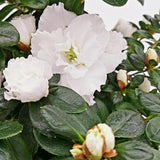 Azaleea japoneza (Rhododendron) Carnaval Tricolor