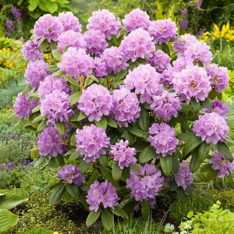 Azaleea Japoneza (Rhododendron) Catawbiense Boursault, cu flori violet