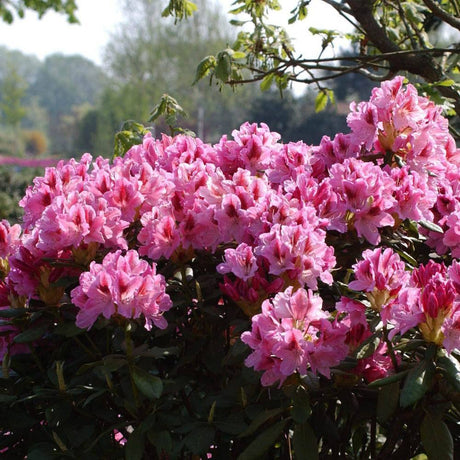 Azaleea Japoneza (Rhododendron) Cosmopolitan, cu flori roz-pal