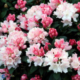Azaleea Japoneza (Rhododendron) Dreamland, cu flori roz-alb-burgundiu