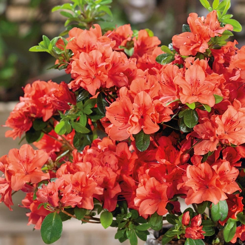 Azaleea Japoneza (Rhododendron) Geisha Orange, cu flori portocalii