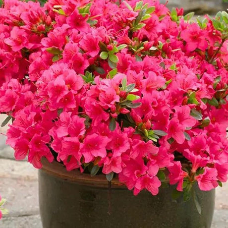 Azaleea Japoneza (Rhododendron) Geisha Pink, cu flori violet