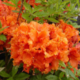 Azaleea Japoneza (Rhododendron) Gibraltar, cu flori portocalii