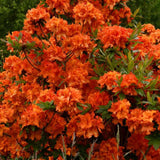Azaleea Japoneza (Rhododendron) Gibraltar, cu flori portocalii