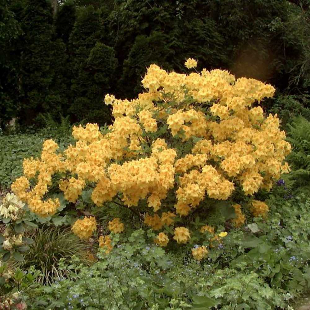 Azaleea Japoneza (Rhododendron) Goldinetta, cu flori galbene - VERDENA - 30 - 40 cm inaltime, ghiveci de 5 l