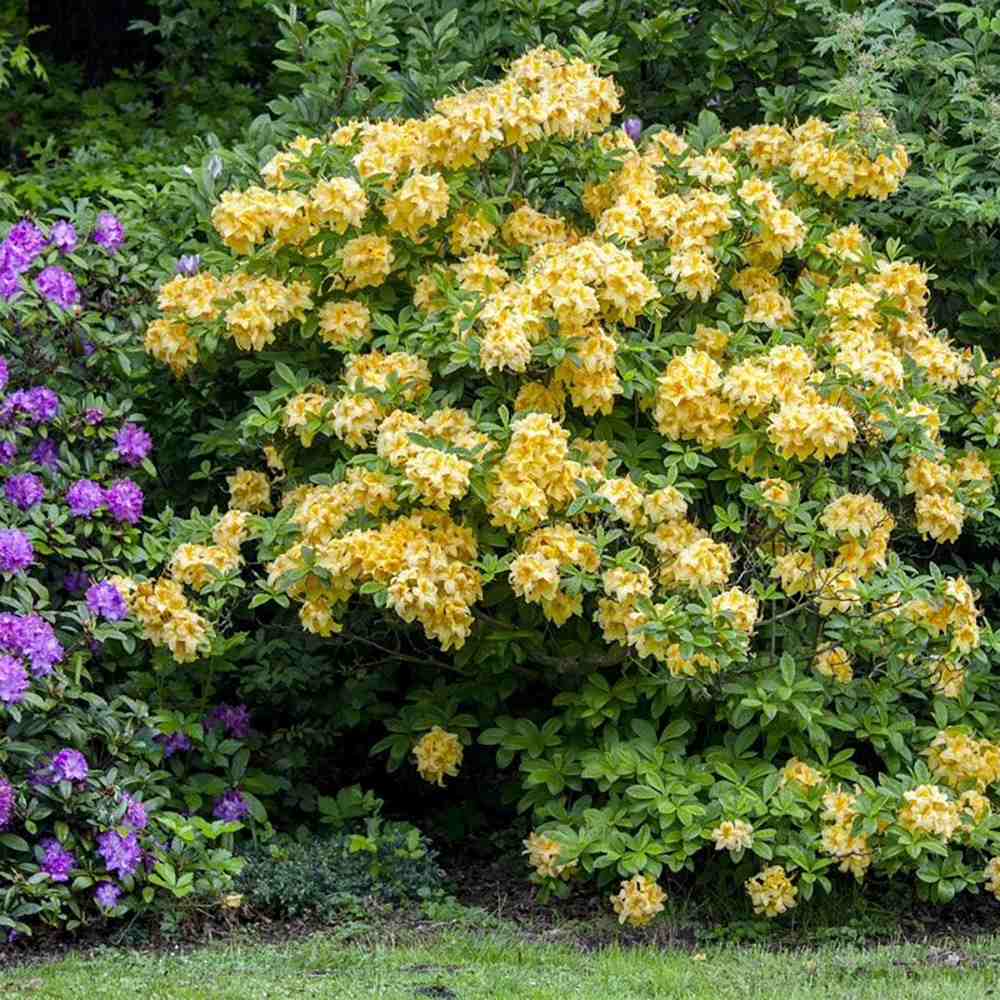 Azaleea Japoneza (Rhododendron) Goldinetta, cu flori galbene - VERDENA - 30 - 40 cm inaltime, ghiveci de 5 l