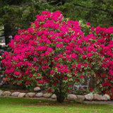 Azaleea Japoneza (Rhododendron) Nova Zembla, cu flori rosii